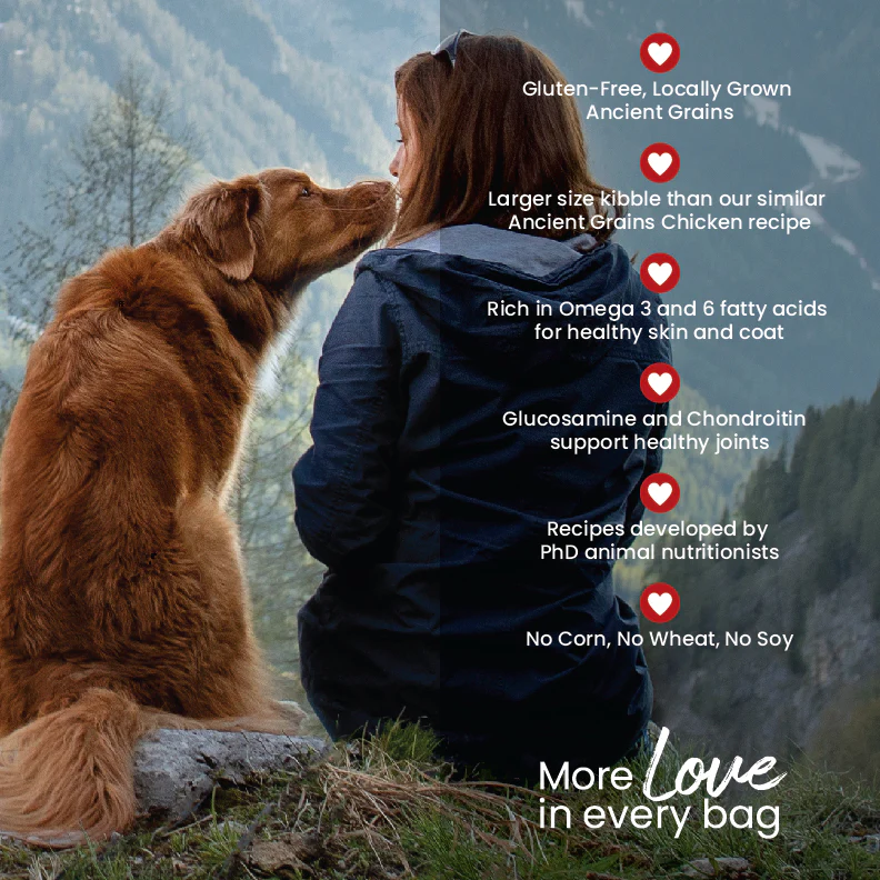 Ancient Grains Chicken Recipe for Large Breeds Dog Food - Image 8